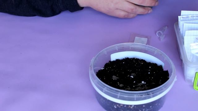 Annual flowers in my garden: how I'm growing Petunias from seeds. Tips for Petunia Care смотреть онлайн