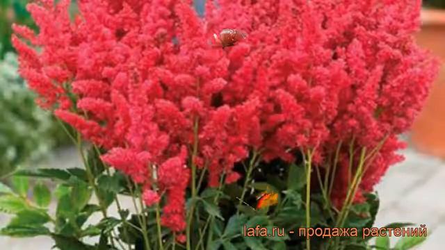 Астильба гибридная Файрберри (astilbe Hibrida) 🌿 обзор: как сажать, саженцы астильбы Файрберри