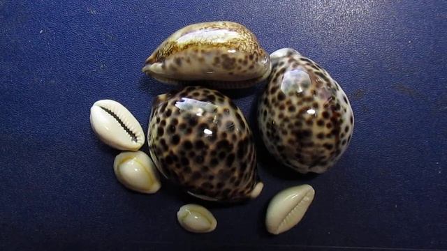 Монеты деньги каури . Подарочный розыгрыш от канала Алекс и Ко. смотреть онлайн