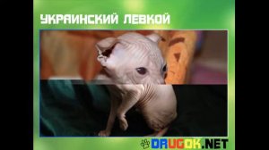 Украинский левкой