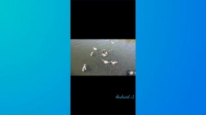 Как включить "Картинка в картинке" на Android?