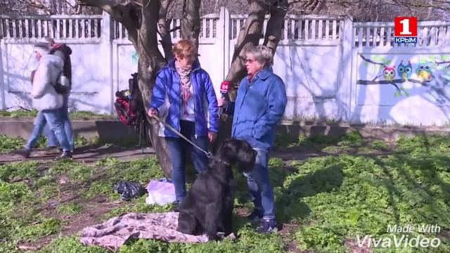 Выставка собак в Симферополе 26.03.18