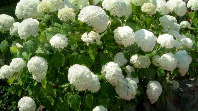 Какую ГОРТЕНЗИЮ выбрать для своего сада, чтобы не разочароваться смотреть онлайн