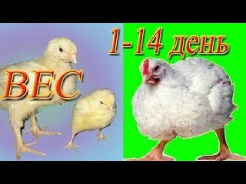 Как цыплята бройлера набирают вес ВЕС ПО СУТКАМ ДО 14 дней смотреть онлайн