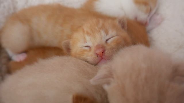 [ASMR~ FLUFFY ~ BABY~ KITTENS.. CUTENESS OVERLOAD!!! xXx смотреть онлайн