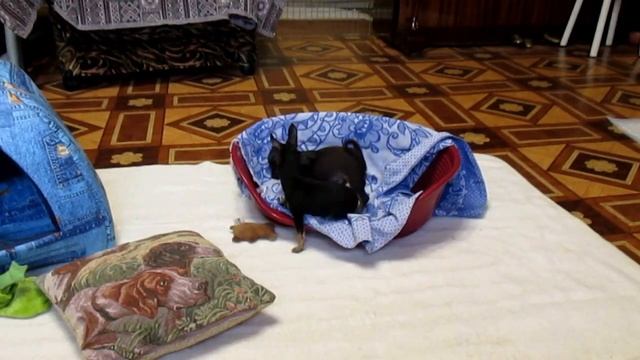 ТОЙ терьер Русский от МЭРЛИН ДОГС 8-916-117-53-38 смотреть онлайн