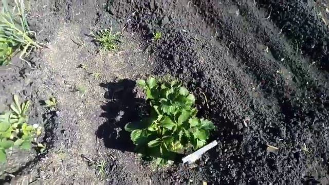 ОГОРОДНЫЕ ХЛОПОТЫ смотреть онлайн