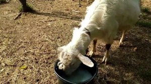 Повышаем надои у коз.