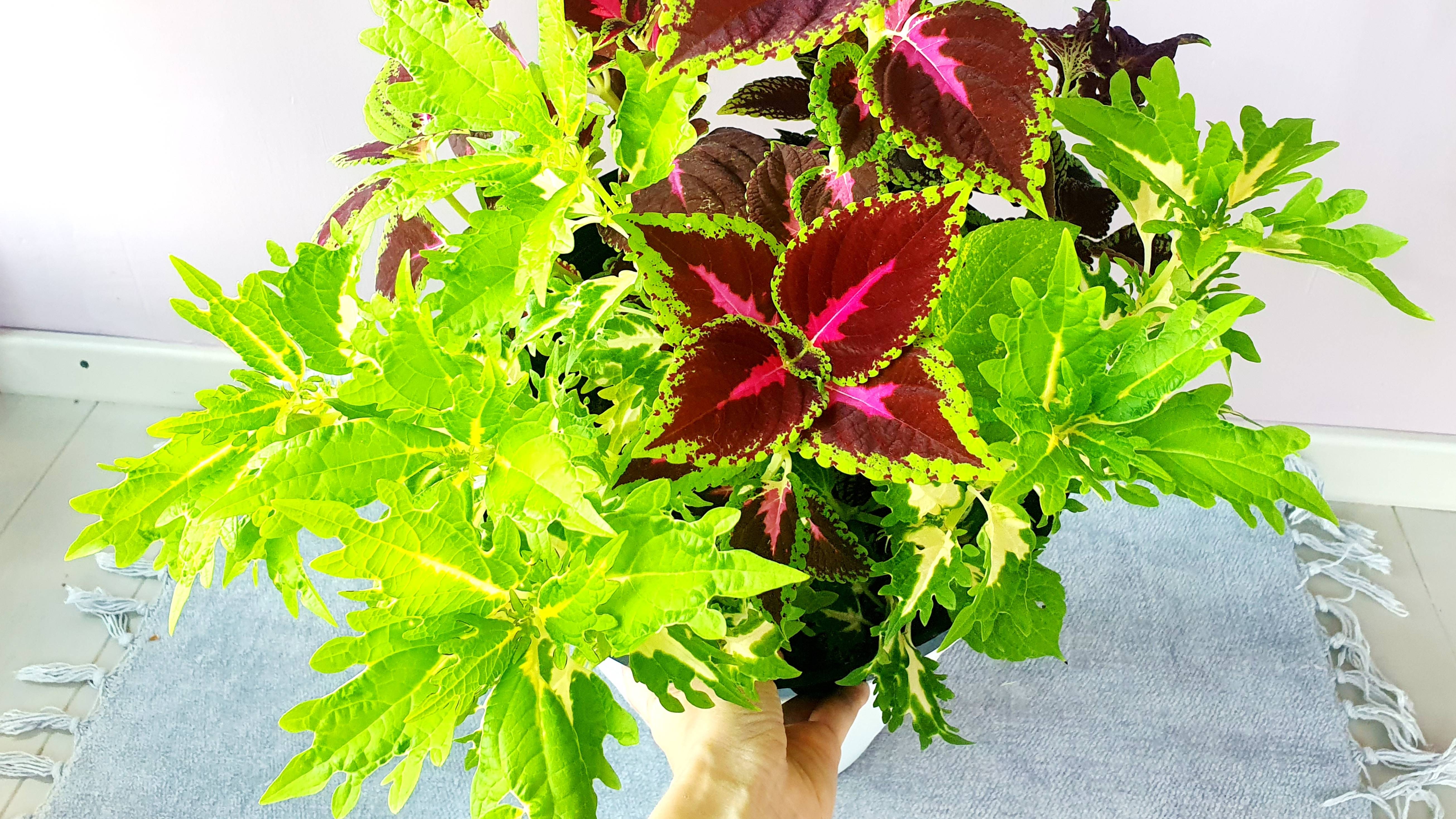 Колеусы летом