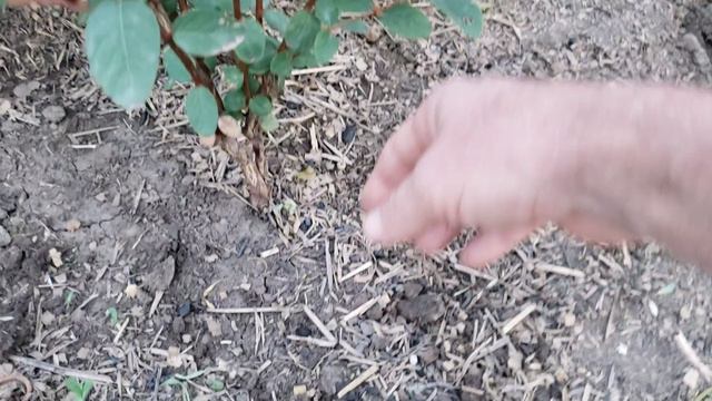 Начало эксперимента по размножению жимолости. смотреть онлайн