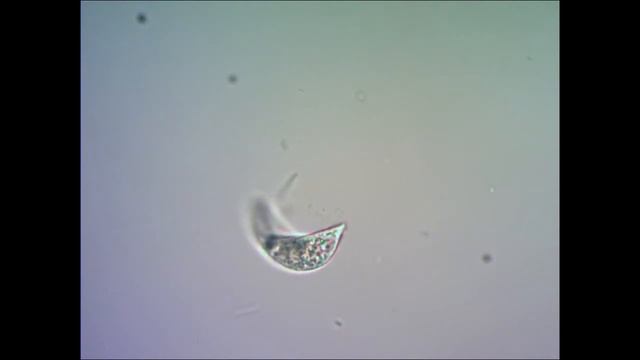 Инфузория туфелька под микроскопом under microscope смотреть онлайн
