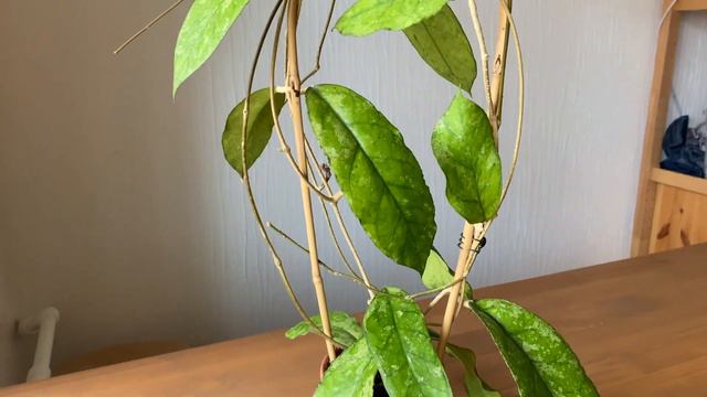 Hoya Sp. Bahoi - до идеала расти и расти...