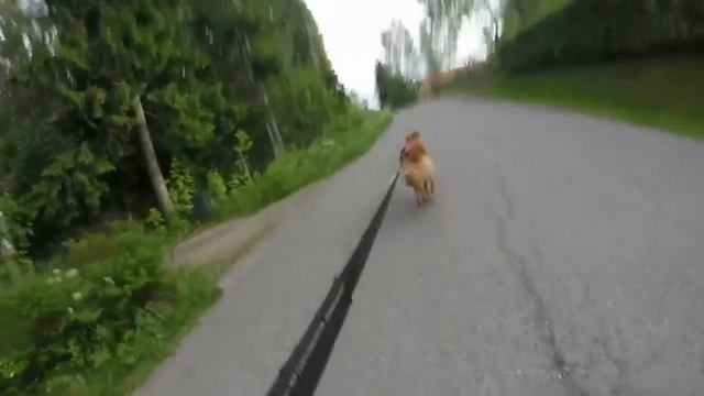 A hovawart-powered scooter ride! First try with this scooter. смотреть онлайн