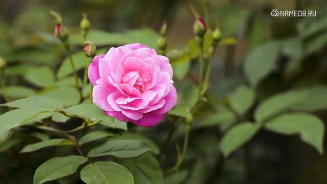 Значение имени Вера: карма, характер и судьба смотреть онлайн