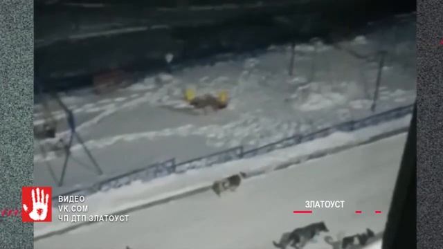 В Златоусте стая собак напугала школьника. Мальчик успел забежать в подъезд, и спрятаться смотреть онлайн