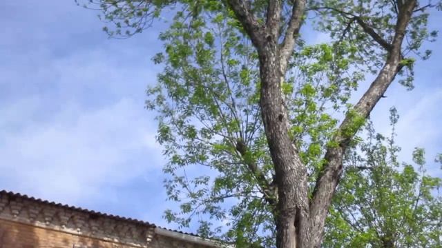 Ростов-на-Дону. Улица Мясникова. Май 2021 года. Обзор. смотреть онлайн