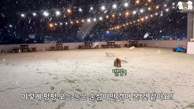 펑펑 내리는 눈을 태어나서 처음 본 귀여운 강아지들 смотреть онлайн