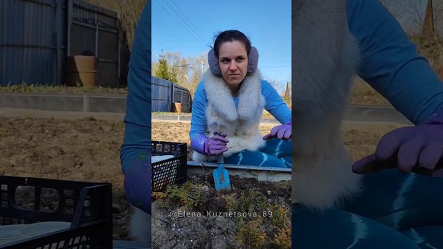 Черенкование хвойных смотреть онлайн