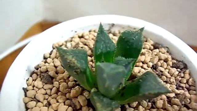 mirabilis v mirabilis.MP4 смотреть онлайн
