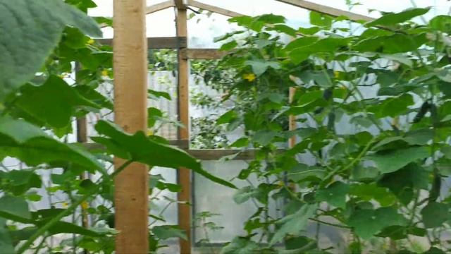 огурец Лютояр в теплице очередная неделя смотреть онлайн