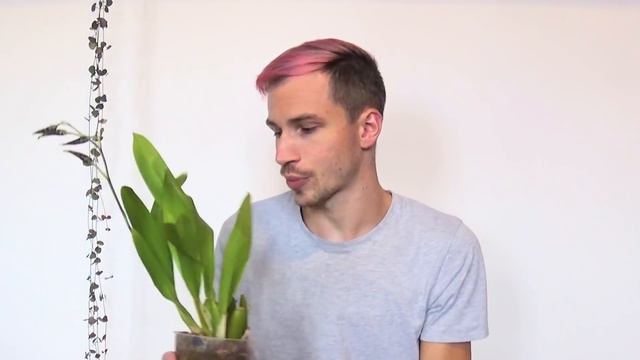 How To Bring Orchids Inside For The Winter смотреть онлайн