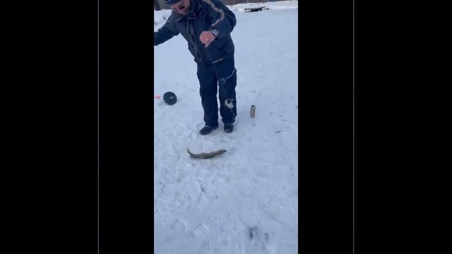 Ловля щуки на жерлицы в КЛЁВой Усадьбе 5.12.2022 г. смотреть онлайн