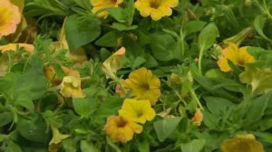 Cottage Farms 6-pc. Indian Summer Multi-Colored Petunias with Jill Bauer