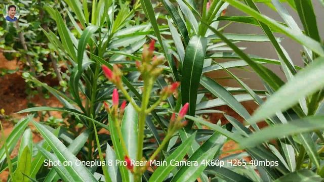 Oneplus 8 Pro Camera Test 4K60p Video & Photo Samples in Telugu... ? смотреть онлайн
