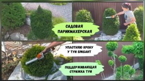 Как уплотнить крону у туи Брабант  (июль 2022г.)