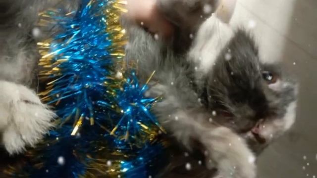 крутая музыка бес слов кто не может создать музыку не обман 🍩🍬❤️🤣🌲 чуть чуть новогодняя 🌲 смотреть онлайн