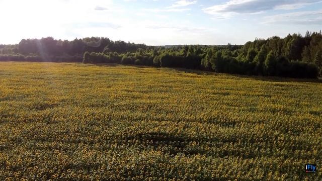 Подсолнечные Поля / Sunflower Fields смотреть онлайн