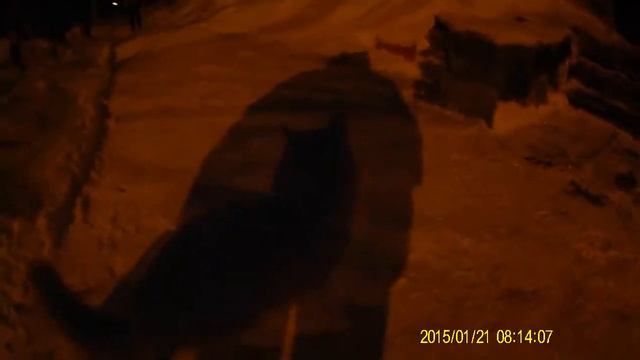 Архангельск кошка в январе смотреть онлайн