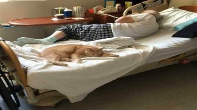 Котик-сиделка — в больнице провели интересный эксперимент с котом. смотреть онлайн