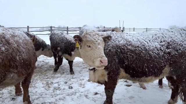 Весна засыпает снегом Кормушка для сена #герефорд #животные #сено #кормушка #трактор #хозяйство #ре смотреть онлайн