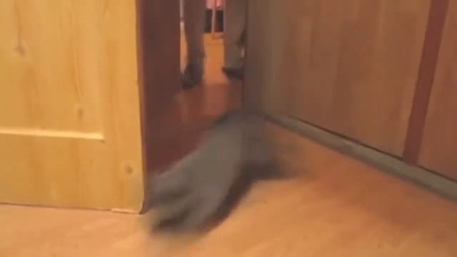 Смешные кошки :) Часть 152 смотреть онлайн