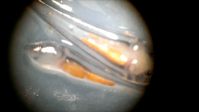 Личинка обжора! Кормление личинки стерляди декапсулированной артемией смотреть онлайн