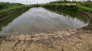 Бизнес на раках, разведение раков и рыбы в ставку возле дома, рак в домашних условиях