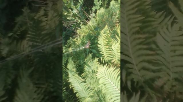 Пауки Приморья,рыжий крестовик и и его друг палочник живут вместе. смотреть онлайн