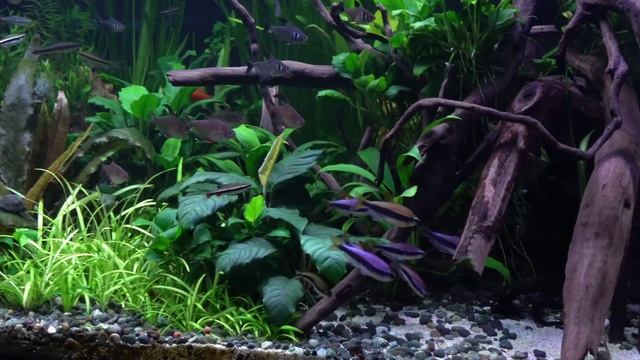 Blue emperor tetra aka Royal tetra (Inpaichthys kerri) schooling around. Community Aquarium смотреть онлайн