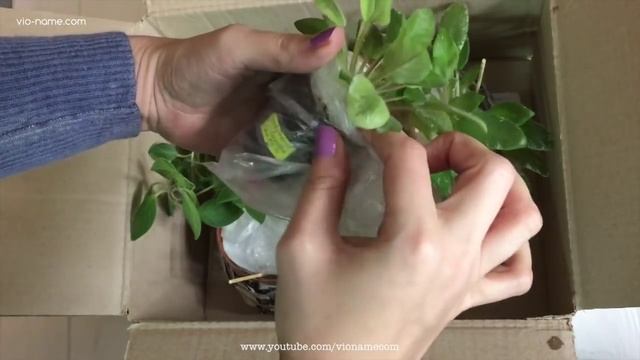 Фиалки почтой. Упаковка смотреть онлайн