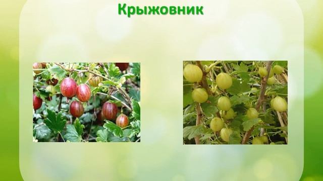 Я исследую мир 1 класс. Культурные растения родного края. смотреть онлайн