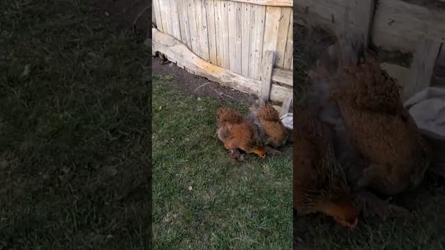 курочки брама куропатчатая смотреть онлайн