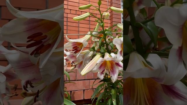Лилии от-гибриды. Моя Пэшн Мун. Цветение июнь 2023 #flower#лилии# лилииотгибриды# смотреть онлайн
