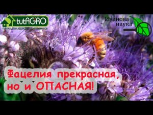 АЗБУКА СИДЕРАТОВ. Ч.2. Фацелия. Земля как пух и замена 30 тонн навоза. Худший сидерат для картофеля.