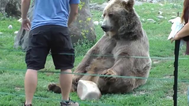 Добрый мишка. смотреть онлайн