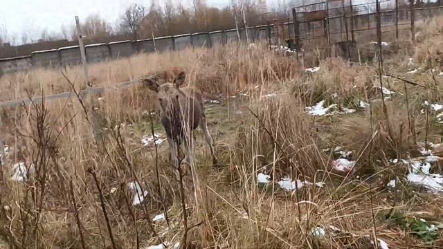 30.10.23. новости Гримпена... смотреть онлайн