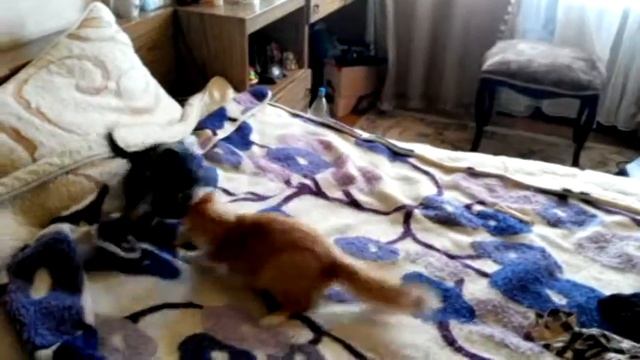 Кот против Той Терьера. Кто кого? Вы удивитесь! смотреть онлайн