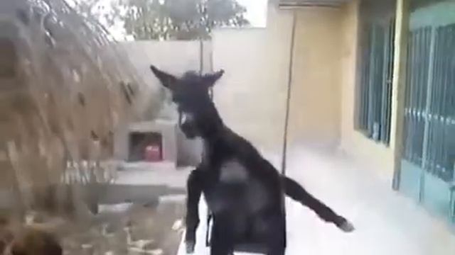 Лошадь которая качается на качели смотреть онлайн