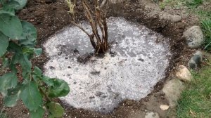 Древовидные пионы.Осеннее деление куста и посадка. Восхитительное ШОУ ПИОНОВ. Релакс на всю зиму!!!