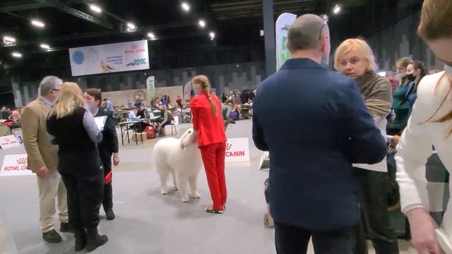 Кубок РФОС 30.01.2022. Пиренейская горная собака смотреть онлайн